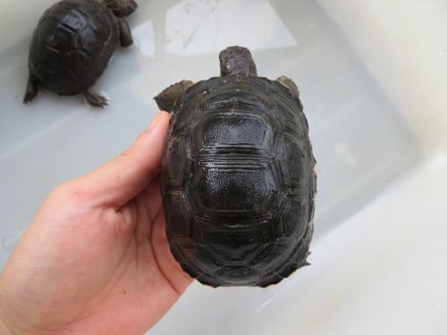 亚达陆龟报价价格