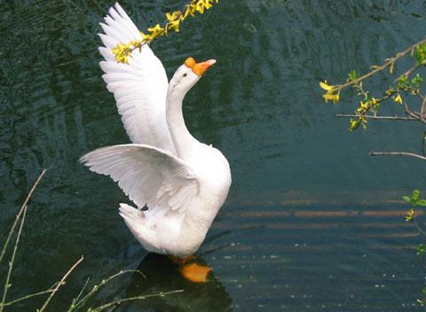 【泰州鹅山东鸿达鹅业】价格,厂家,鹅-搜了网