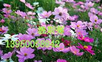 广东草种花种，广州草种花种，肇庆草种花种，珠海草种花种