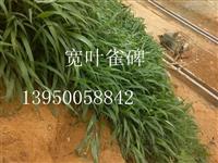 福建高速边坡护坡要种什么草籽广东高速边坡护坡要种什么草籽