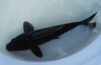 黑色鱼种类及图片图片