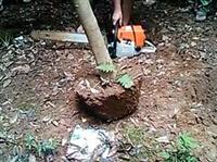 链条挖树机型号 链条挖树机厂家 链条挖树机价格